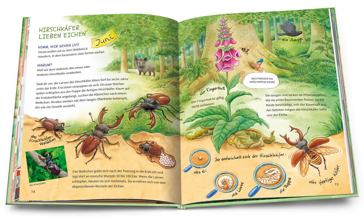 Geh hinaus und entdecke … Tiere und Pflanzen beim Waldspaziergang — Buchcover